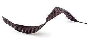 Gleditsia Triacanthos pod