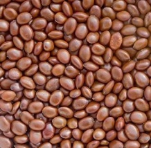 Gleditsia Triacanthos seeds