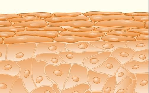 Skin after