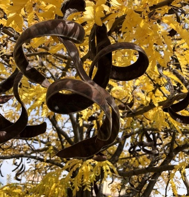 Gleditsia Triacanthos plant